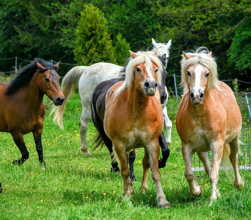 Haflinger der Arche Liberté laufen über die grüne Weide