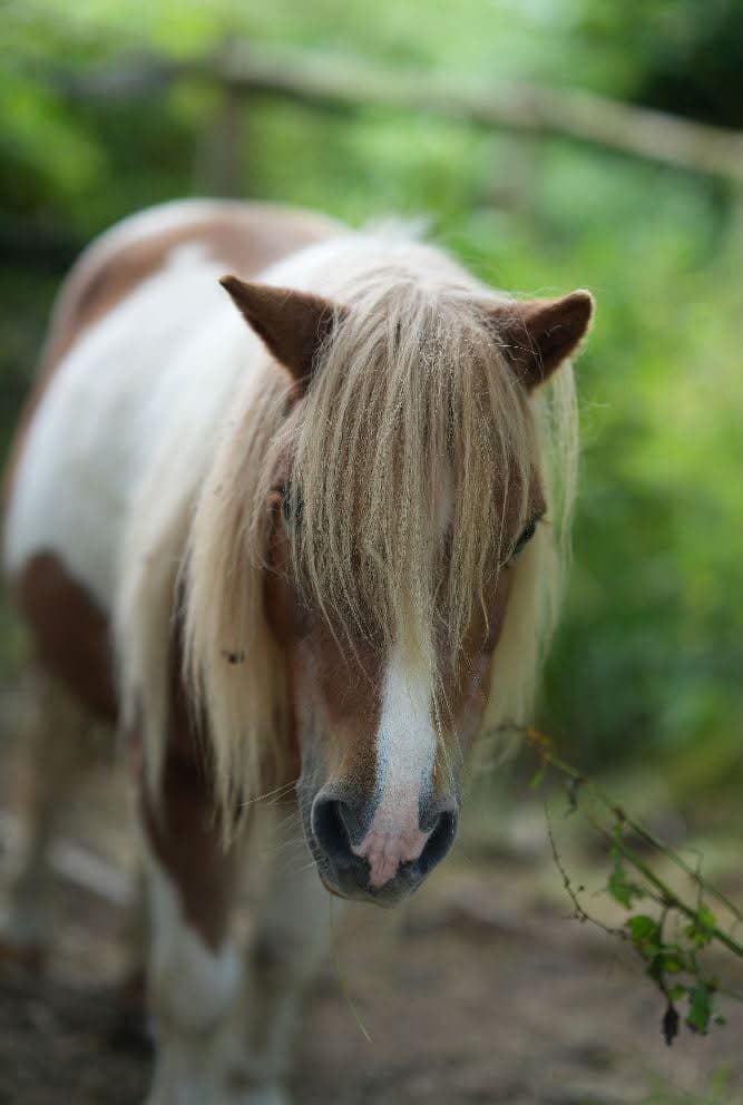 Berti, unser Shetlandpony